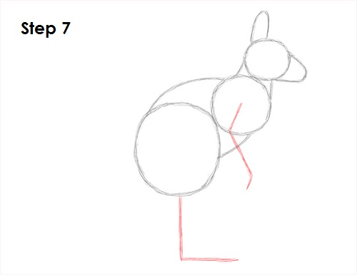 Kangaroo Drawing 7 Draw Kangaroo 7