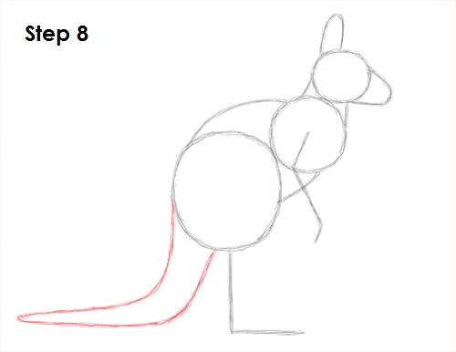 Kangaroo Drawing 8 Draw Kangaroo 8