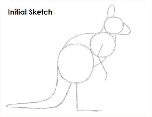 Kangaroo Sketch Draw Kangaroo Sketch