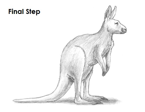 Kangaroo Drawing Last Draw Kangaroo Final