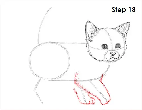 Kitten Drawing 13 Draw Kitten 13