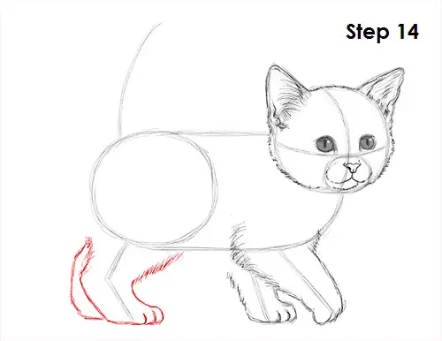 Kitten Drawing 14 Draw Kitten 14