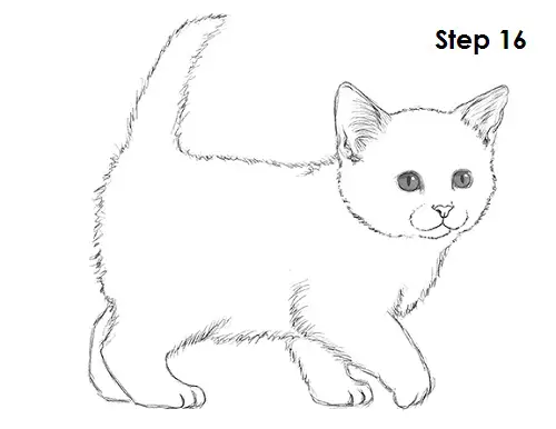 How To Draw A Kitten