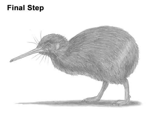 Line Drawing Kiwi : How to draw a kiwi bird