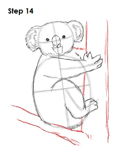 Koala Drawing 14 Draw Koala 14