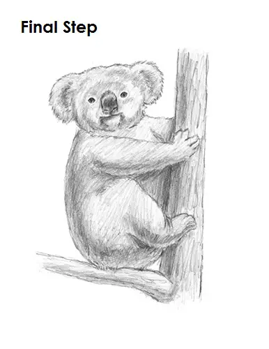Koala Drawing Last Draw Koala Final