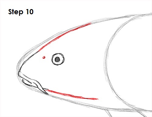 Koi Fish 10 Draw Koi Fish 10