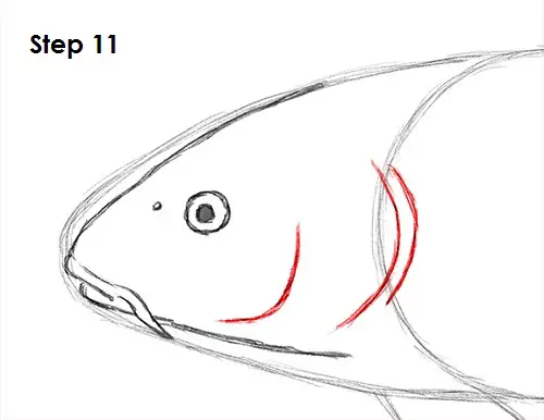 Koi Fish 11 Draw Koi Fish 11