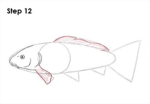 Koi Fish 12 Draw Koi Fish 12
