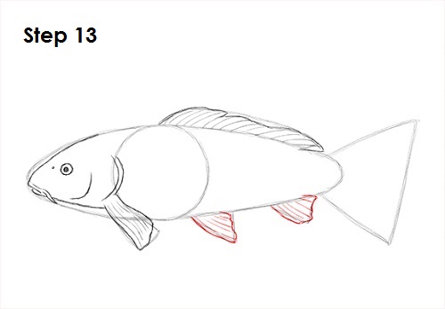 Koi Fish 13 Draw Koi Fish 13