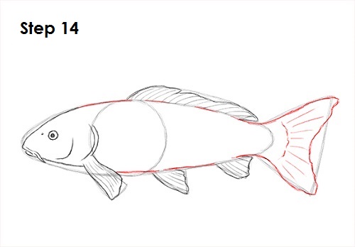 Koi Fish 14 Draw Koi Fish 14
