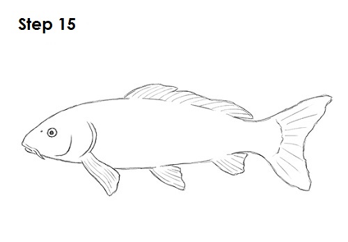 draw koi fish 15