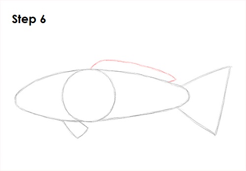 Koi Fish 6 Draw Koi Fish 6