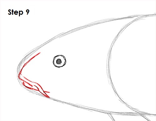 Koi Fish 9 Draw Koi Fish 9