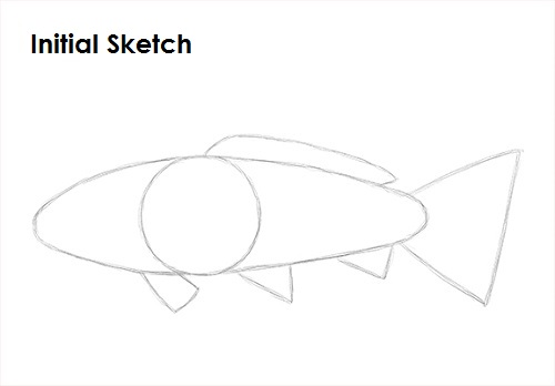 Koi Fish Sketch Draw Koi Fish Sketch