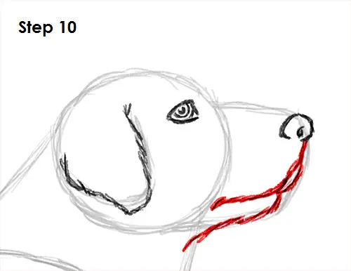 Labrador Retriever Dog 10 Draw Labrador Retriever 10