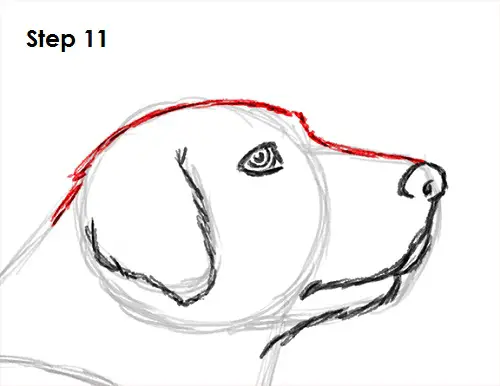 Labrador Retriever Dog 11 Draw Labrador Retriever 11
