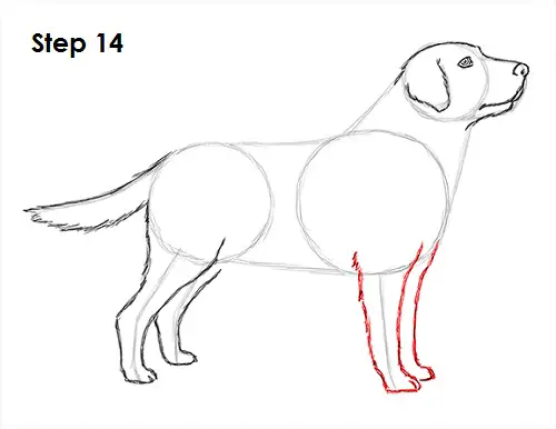 Labrador Retriever Dog 14 Draw Labrador Retriever 14