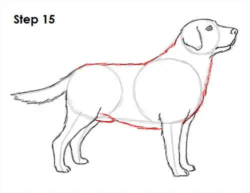 Labrador Retriever Dog 15 Draw Labrador Retriever 15