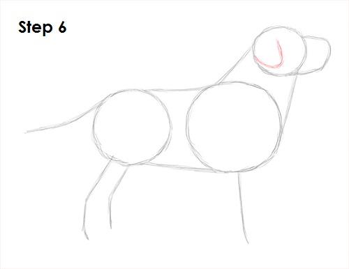 Labrador Retriever Dog 6 Draw Labrador Retriever 6