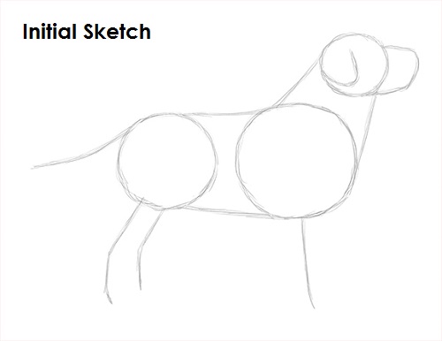 Labrador Retriever Dog Sketch Draw Labrador Retriever Sketch