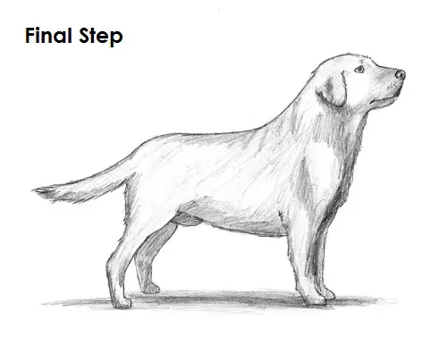 Labrador Retriever Dog Last Draw Labrador Retriever Final