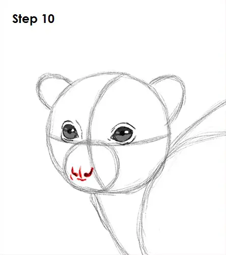 Ring-Tailed Lemur Drawing 10 Draw Lemur 10
