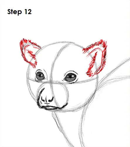 Ring-Tailed Lemur Drawing 12 Draw Lemur 12