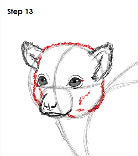 Ring-Tailed Lemur Drawing 13 Draw Lemur 13