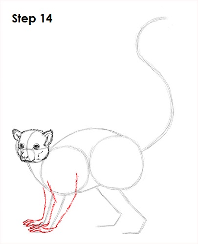 Ring-Tailed Lemur Drawing 14 Draw Lemur 14