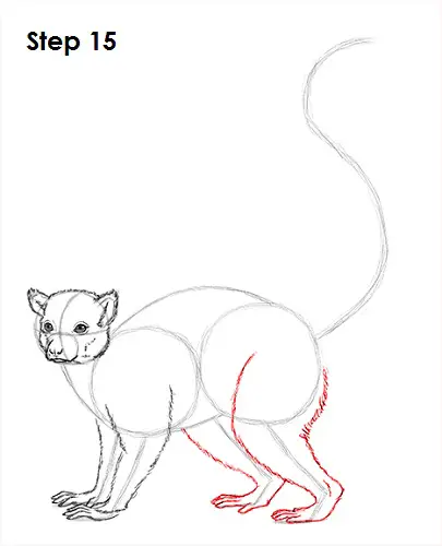 Ring-Tailed Lemur Drawing 15 Draw Lemur 15