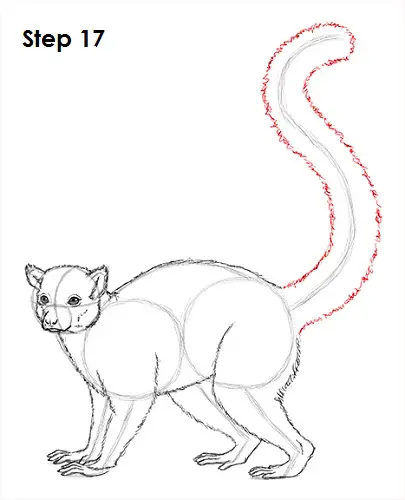 Ring-Tailed Lemur Drawing 17 Draw Lemur 17