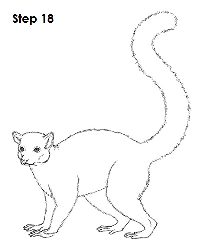 Ring-Tailed Lemur Drawing 18 Draw Lemur 18