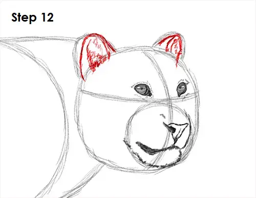 Leopard 12 Draw a Leopard 12
