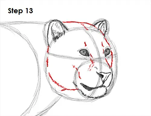 Leopard 13 Draw a Leopard 13