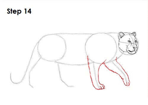 Leopard 14 Draw a Leopard 14