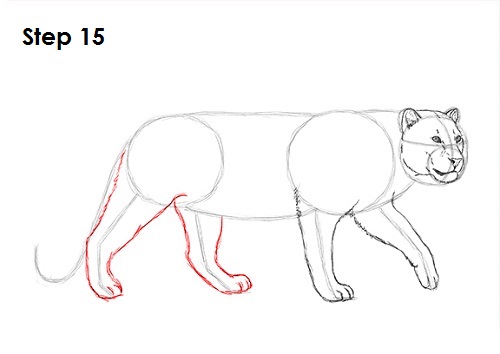 Leopard 15 Draw a Leopard 15