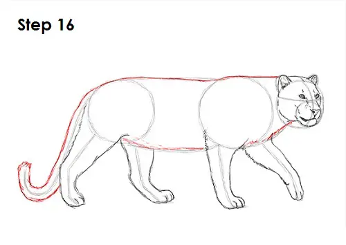 Leopard 16 Draw a Leopard 16