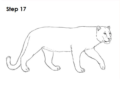 Leopard 17 Draw a Leopard 17