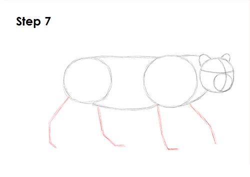 Leopard 7 Draw a Leopard 7