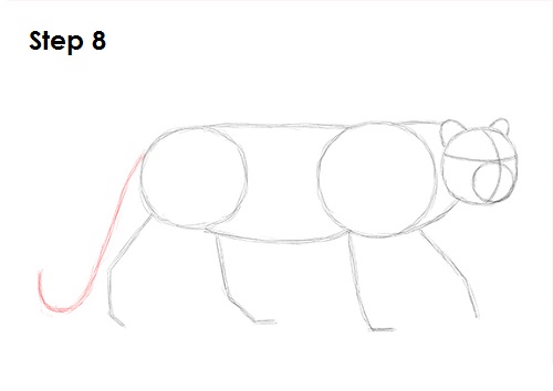 Leopard 8 Draw a Leopard 8