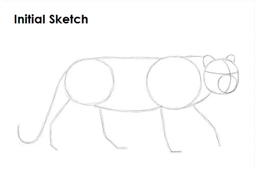 Leopard Sketch Draw a Leopard Sketch
