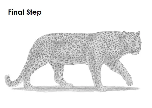 Leopard Drawing Draw a Leopard