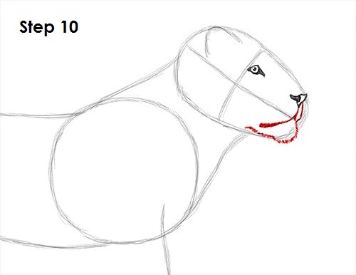 Lion Drawing 10 Draw Lion 10