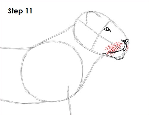 Lion Drawing 11 Draw Lion 11