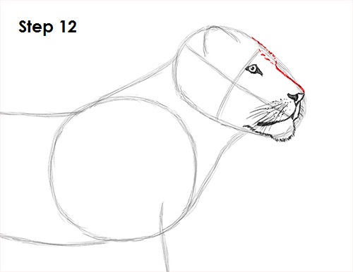 Lion Drawing 12 Draw Lion 12