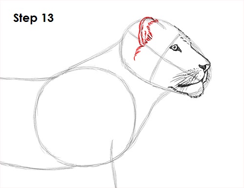 Lion Drawing 13 Draw Lion 13