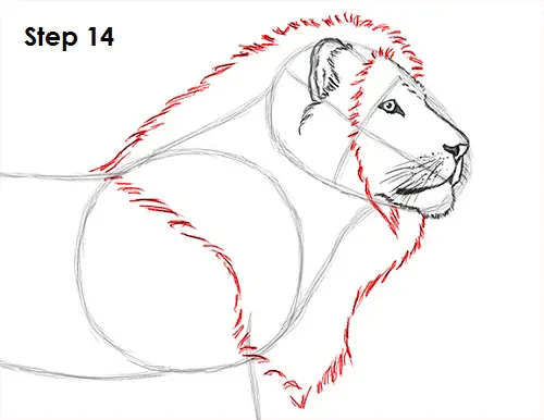 Lion Drawing 14 Draw Lion 14