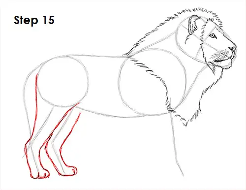 Lion Drawing 15 Draw Lion 15