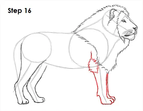 Lion Drawing 16 Draw Lion 16